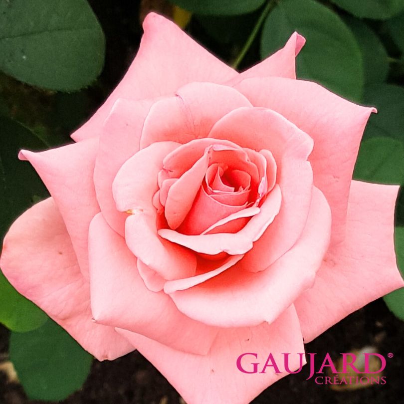 シャトー・ドゥ・シュノンソー（ゴジャール）≪春の新苗・4月末より出荷開始≫