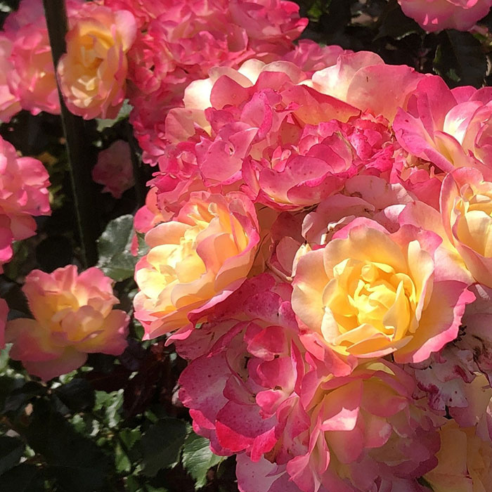 クロンヌ・ルージュ（ロサ・オリエンティス）【冬苗】