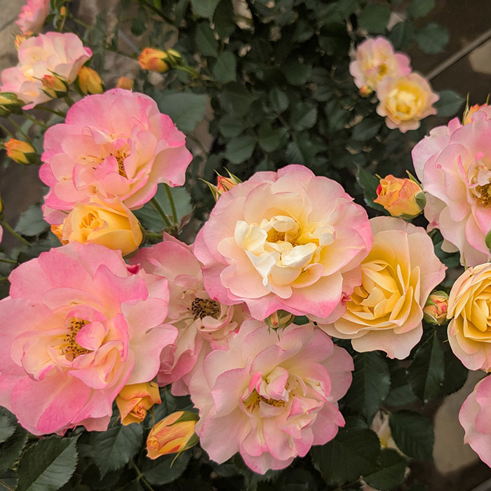 クロンヌ・ルージュ（ロサ・オリエンティス）【冬苗】 2