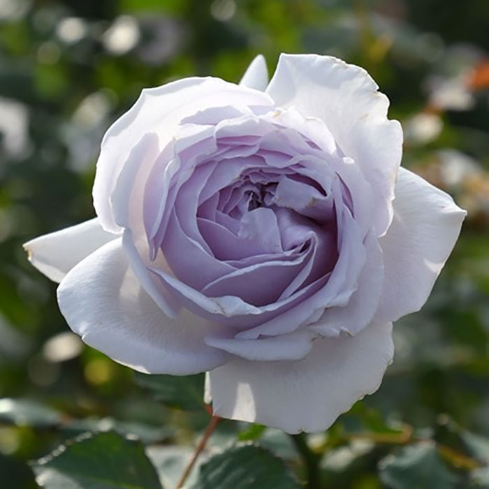 コントレイル（ロサ・オリエンティスP）【冬苗3月納品予定】 2