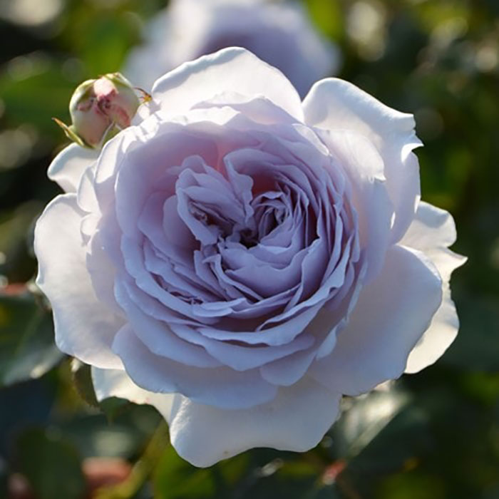 コントレイル（ロサ・オリエンティスP）【冬苗3月納品予定】 3