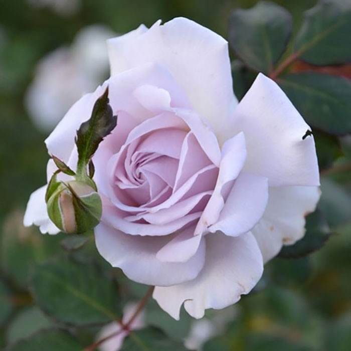 コントレイル（ロサ・オリエンティスP）【冬苗3月納品予定】 4