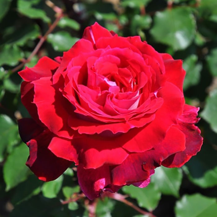 クロンヌ・ルージュ（ロサ・オリエンティス）【冬苗】