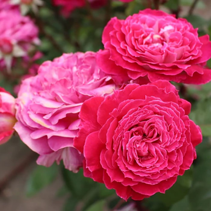 ＊クロンヌ・ルージュ（ロサ・オリエンティス）【冬苗】 2