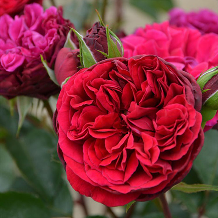 シラノ・ド・ベルジュラック（ロサ・オリエンティスP）【冬苗】 2