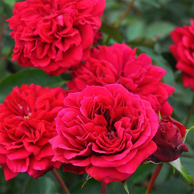 シラノ・ド・ベルジュラック（ロサ・オリエンティスP）【冬苗】 5