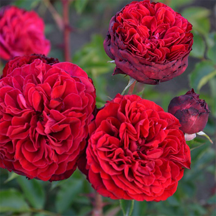 シラノ・ド・ベルジュラック（ロサ・オリエンティスP）【冬苗】 6