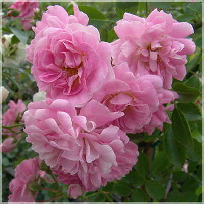 ドロシー・パーキンス（CL）≪春の新苗・4月末より出荷開始≫