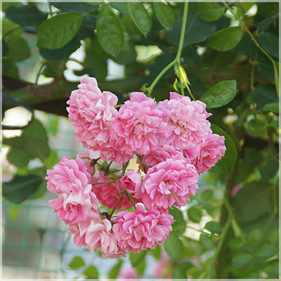 ドロシー・パーキンス（CL）≪春の新苗・4月末より出荷開始≫ 2