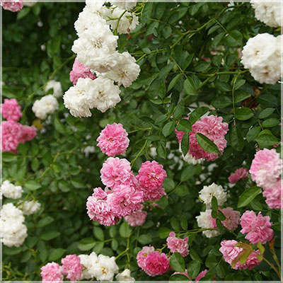 ドロシー・パーキンス（CL）≪春の新苗・4月末より出荷開始≫ 3