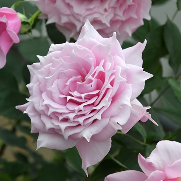 エリクシル（ロサ・オリエンティスP）【冬苗3月納品予定】 2