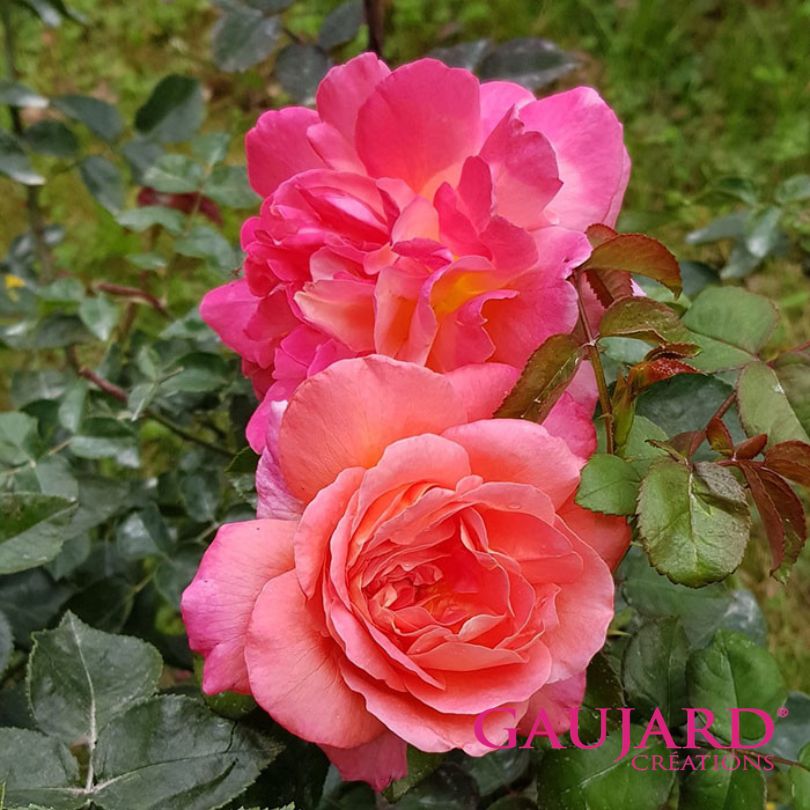 フェスティバル・ショパン・ア・パリ（ゴジャール）≪春の新苗・4月末より出荷開始≫