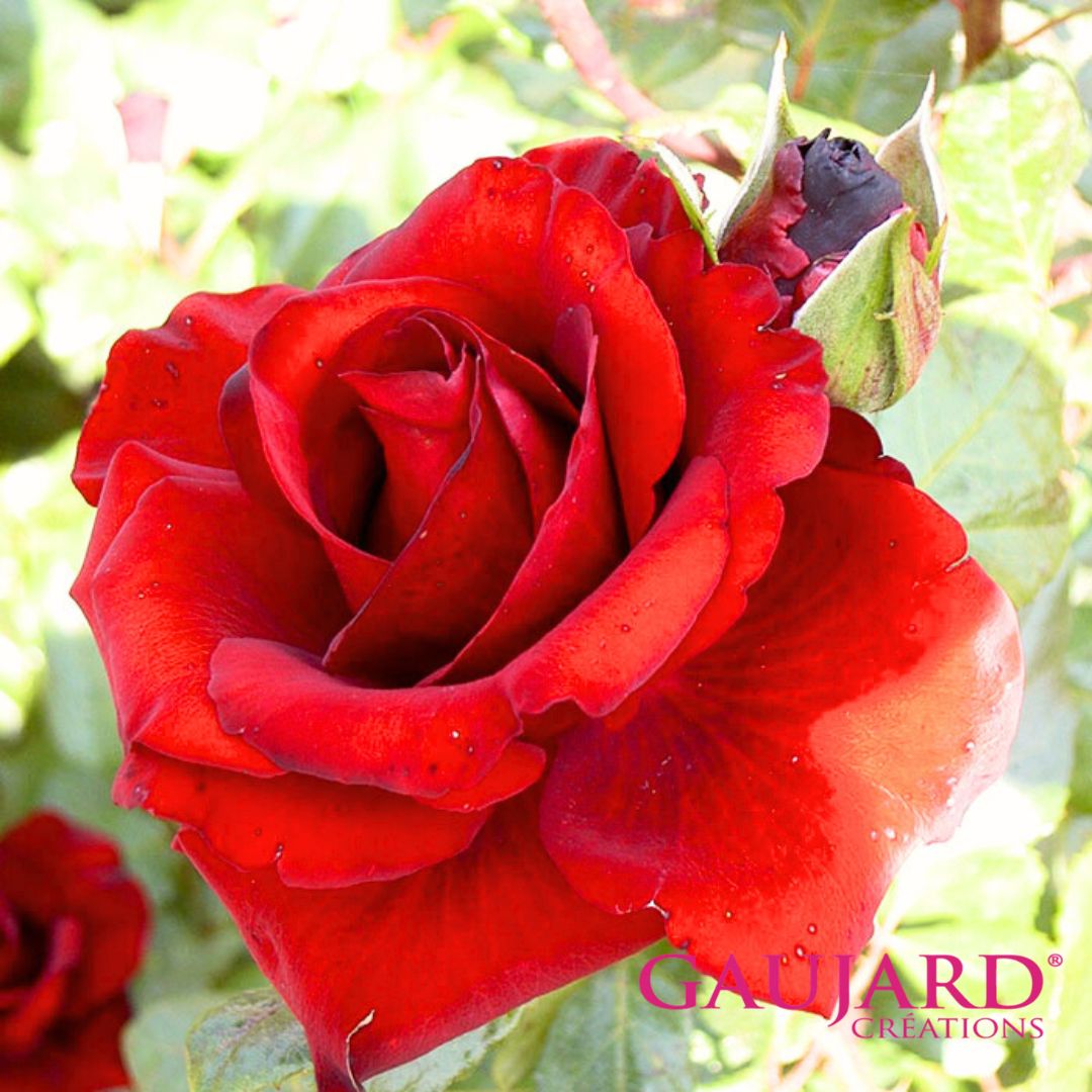 フランソワーズ・ゴジャール（ゴジャール）【冬苗】