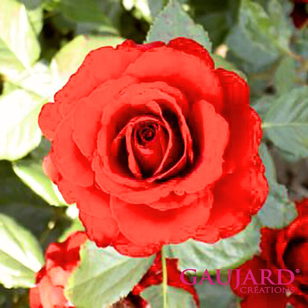 フランソワーズ・ゴジャール（ゴジャール）【冬苗】 2