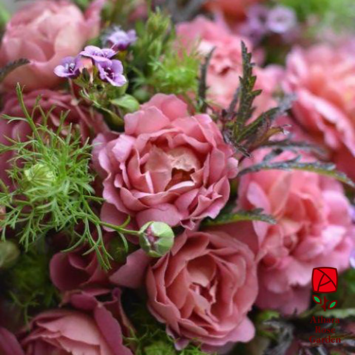 グロッグ（河本バラ園）≪春の新苗・4月末より出荷開始≫