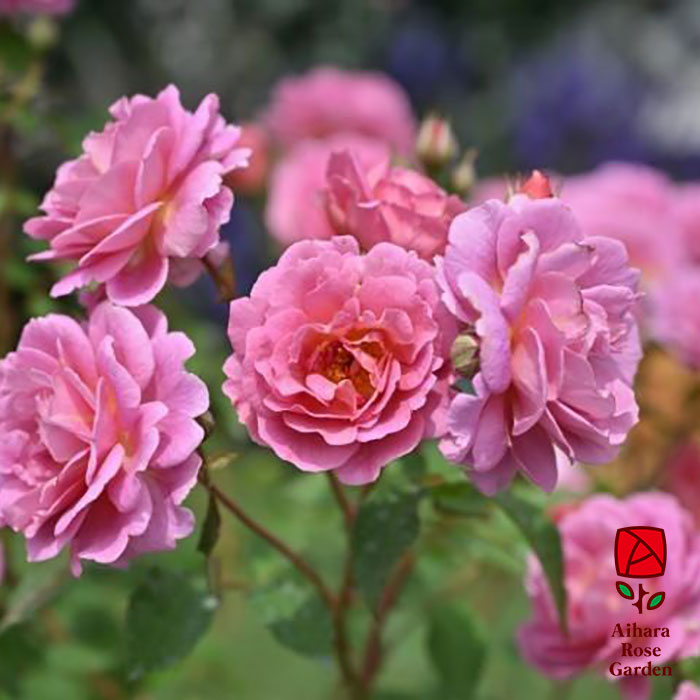 グロッグ（河本バラ園）≪春の新苗・4月末より出荷開始≫ 2