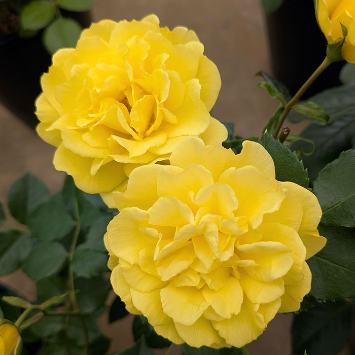 ゴールデン・ストリート・カラーズ（京成）【冬苗】