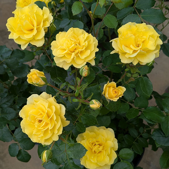 ゴールデン・ストリート・カラーズ（京成）【冬苗】 2