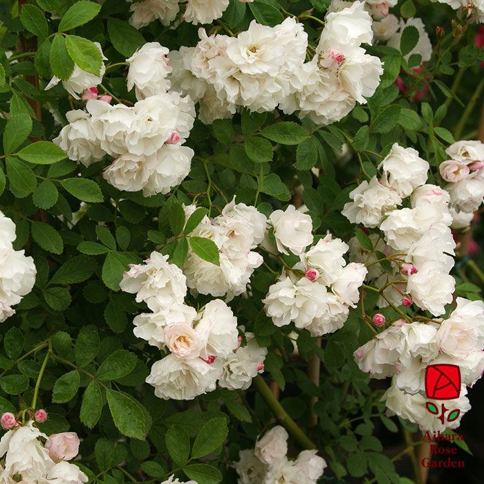 グンセイ（群星）（CL）【冬苗】 2