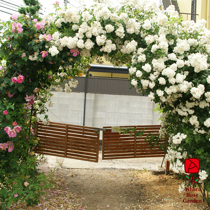 グンセイ（群星）（CL）【冬苗】 3