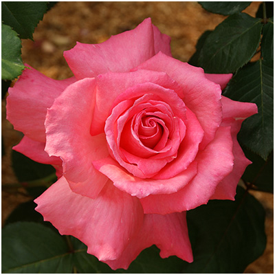 ホウジュン（芳純）（HT）≪春の新苗・4月末より出荷開始≫