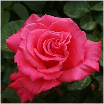 ホウジュン（芳純）（HT）≪春の新苗・4月末より出荷開始≫ 2