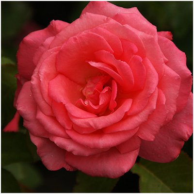 ホウジュン（芳純）（HT）≪春の新苗・4月末より出荷開始≫ 3