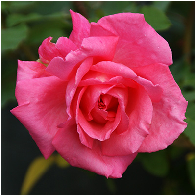 ホウジュン（芳純）（HT）≪春の新苗・4月末より出荷開始≫ 4