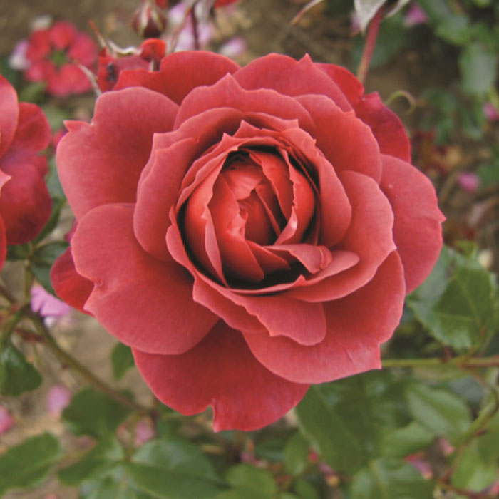 ホット・チョコレート（FL）【冬苗】