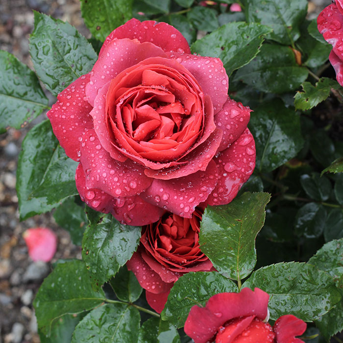 ホット・チョコレート(FL)【冬苗】 3