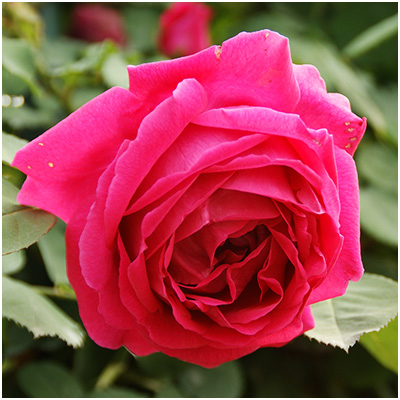 ヒュー・ディクソン（HP）≪春の新苗・4月末より出荷開始≫