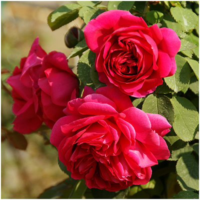 ヒュー・ディクソン（HP）≪春の新苗・4月末より出荷開始≫ 2