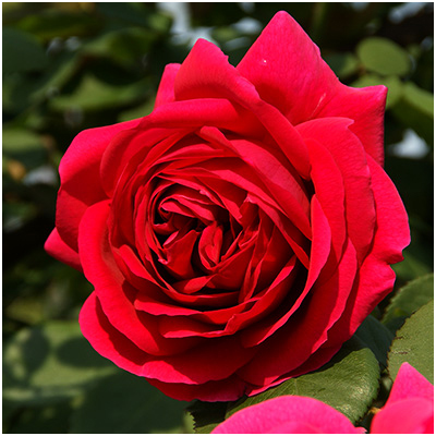 ヒュー・ディクソン（HP）≪春の新苗・4月末より出荷開始≫ 3