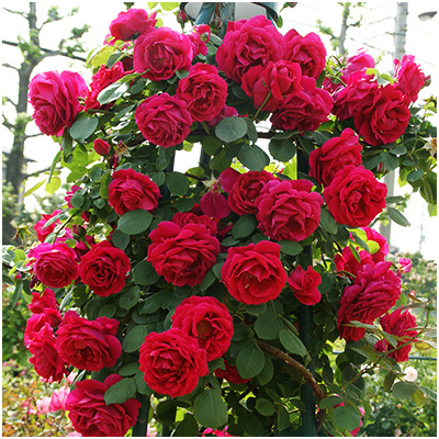 ヒュー・ディクソン（HP）≪春の新苗・4月末より出荷開始≫ 4