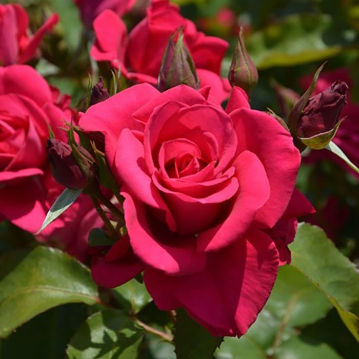 インセプション（ロサ・オリエンティスP）【冬苗3月納品予定】