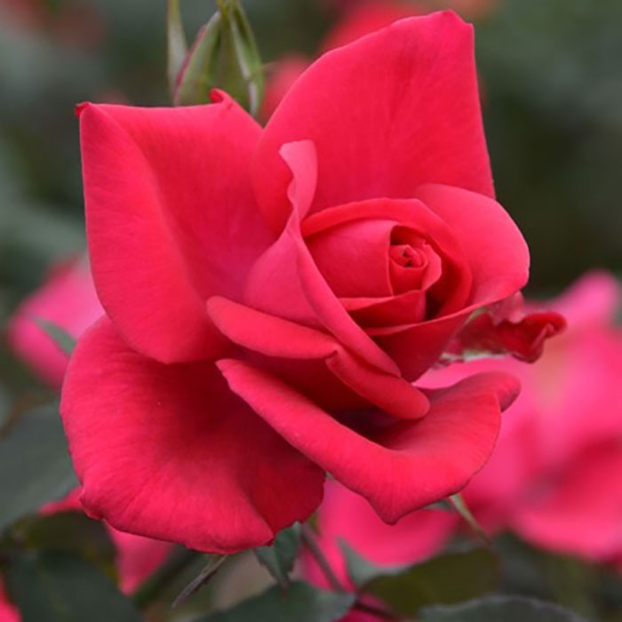 インセプション（ロサ・オリエンティスP）【冬苗3月納品予定】 2