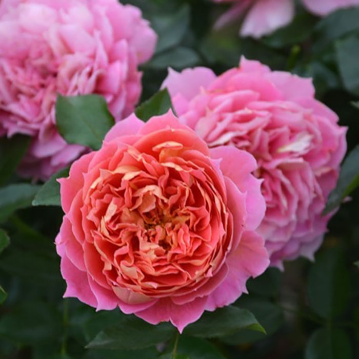 ジャズ（ロサ・オリエンティスP）【冬苗3月納品予定】 2