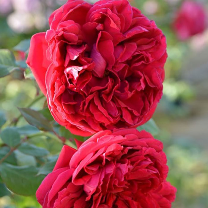 ジャン・クリストフ（ロサ・オリエンティスP）【冬苗3月納品予定】 3