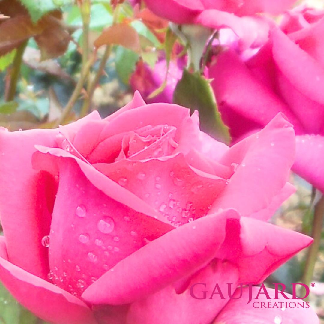 ＊ジャン・ポール・ゲラン（ゴジャール）【冬苗】 2