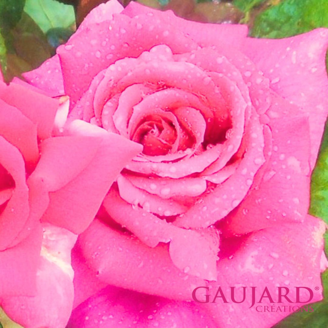 ＊ジャン・ポール・ゲラン（ゴジャール）【冬苗】 3