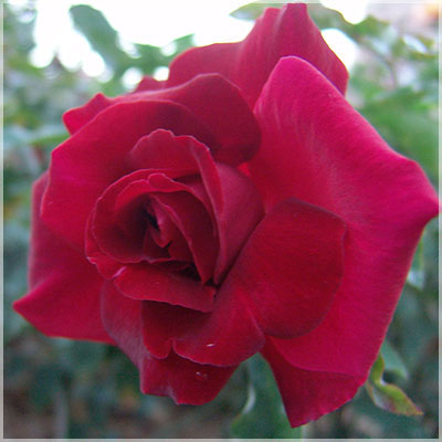 相原バラ園 赤いバラ