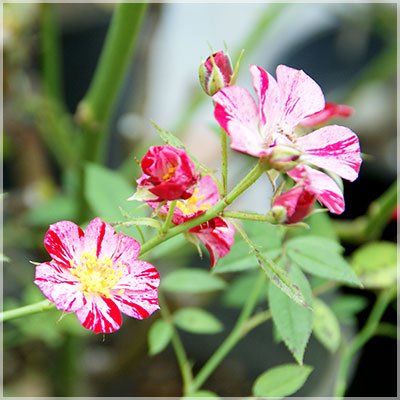 カゼハナビ（風花火）（CL）≪春の新苗≫ 2