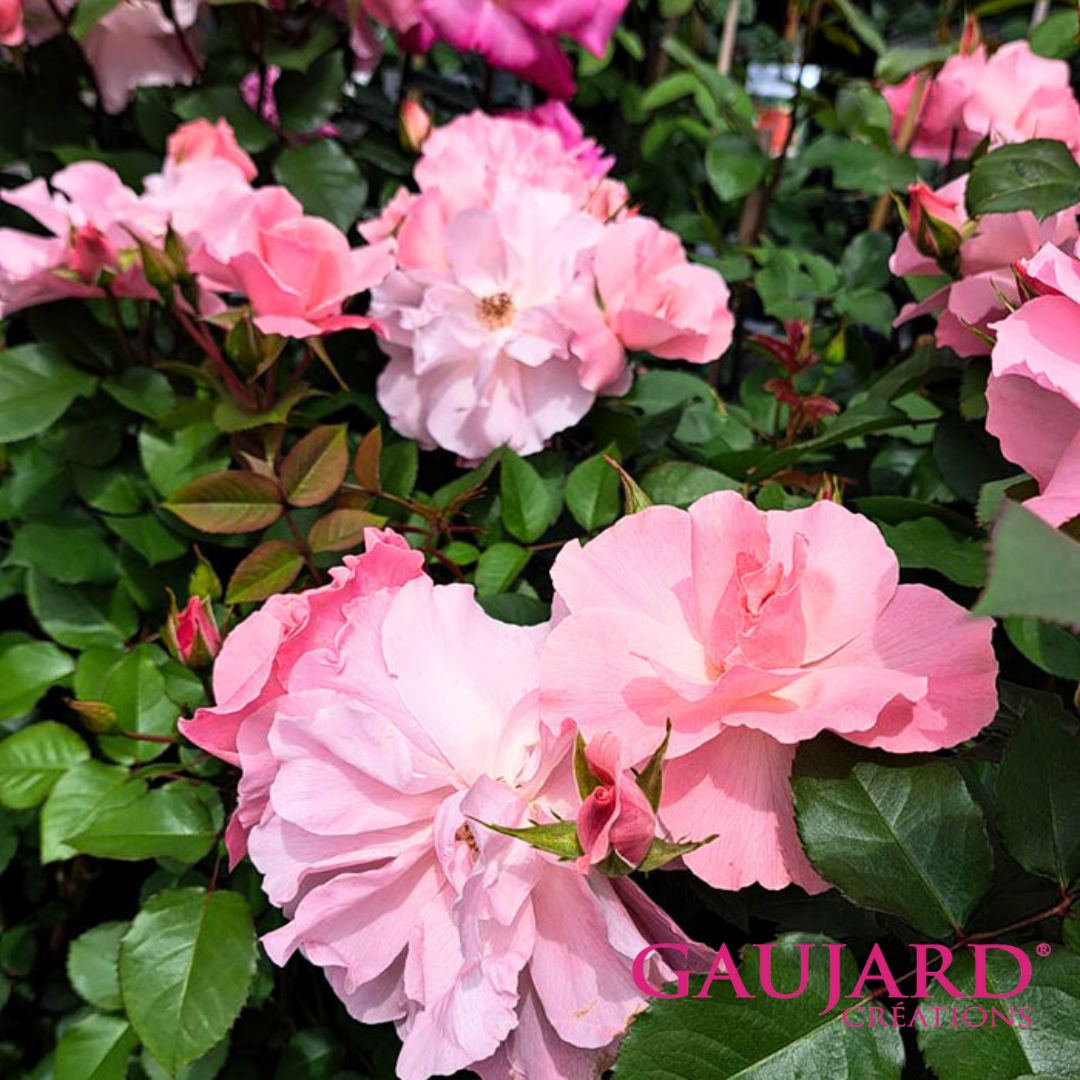 ラ・ベル・ローズ（ゴジャール）【冬苗】 2