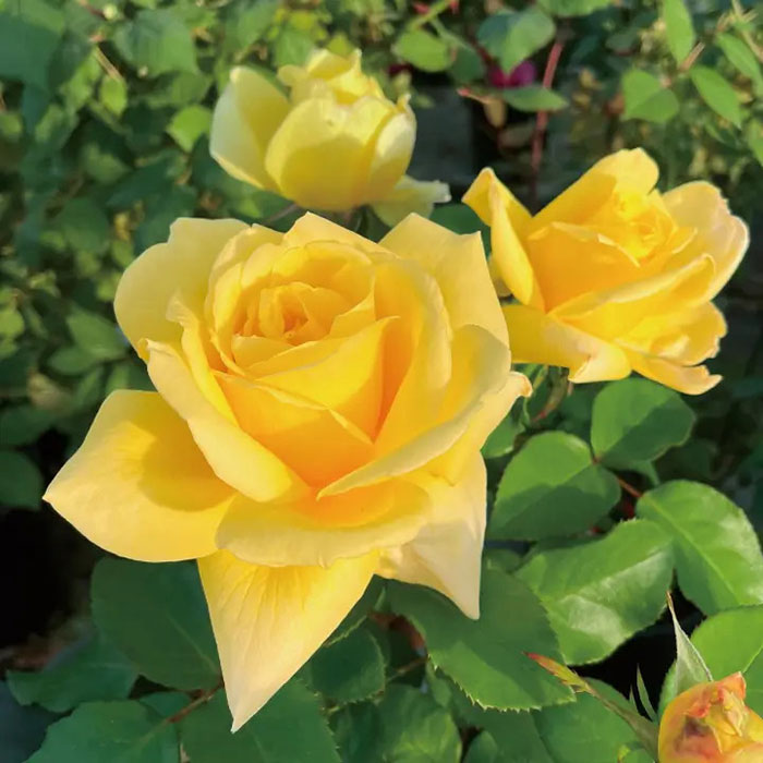 レモネード・シロップ（京阪園芸）【冬苗】