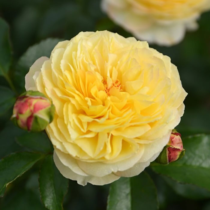 レテ（ロサ・オリエンティス）【冬苗】