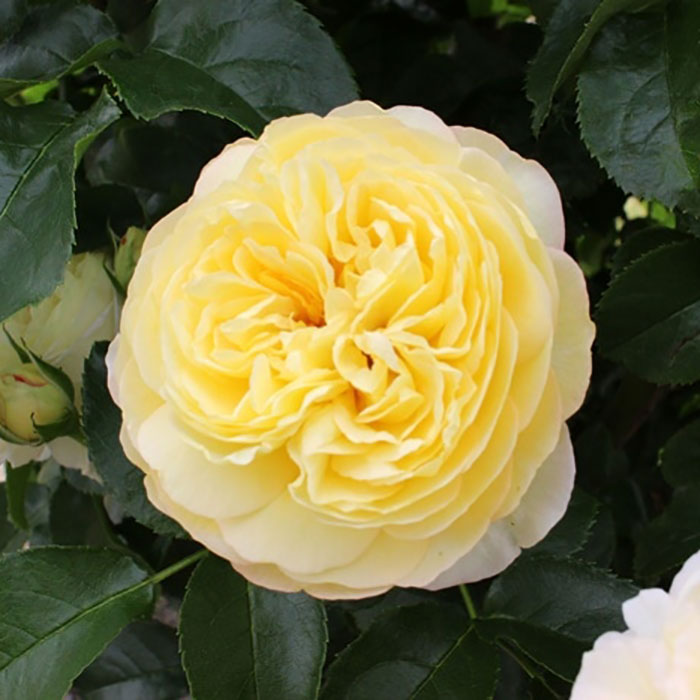 レテ（ロサ・オリエンティス）【冬苗】 2