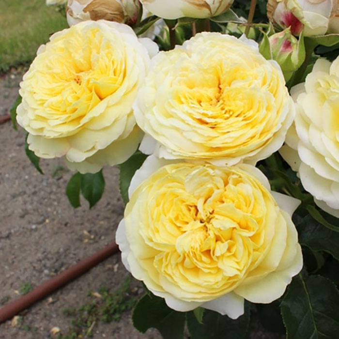 レテ（ロサ・オリエンティス）【冬苗】 3