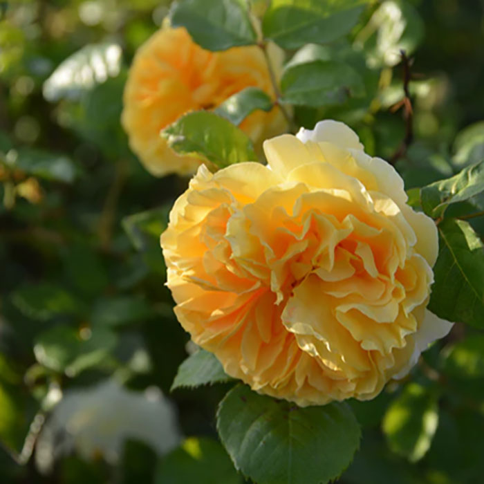 リヒト（ロサ・オリエンティスP）【冬苗】 2