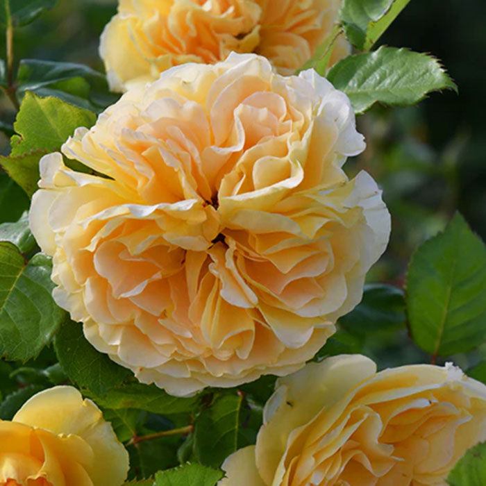 リヒト（ロサ・オリエンティスP）【冬苗】 3