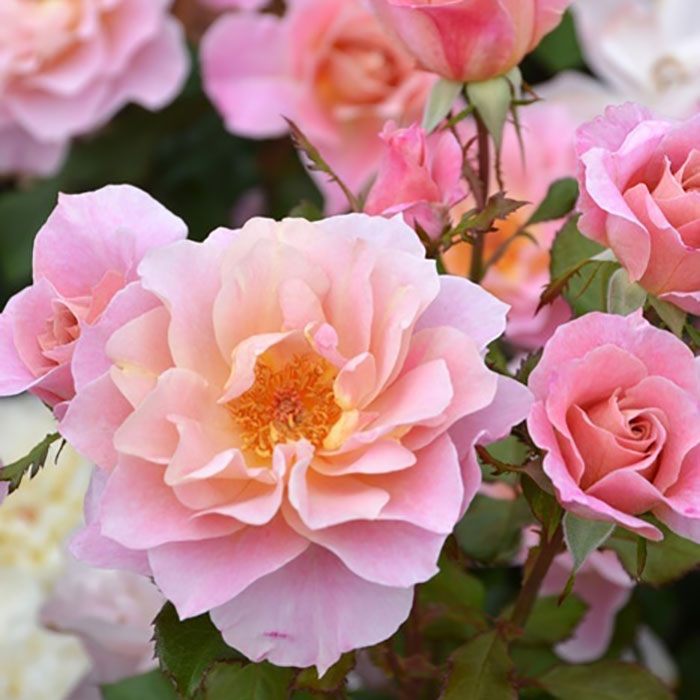 ルーブル（ロサ・オリエンティスP）【冬苗】